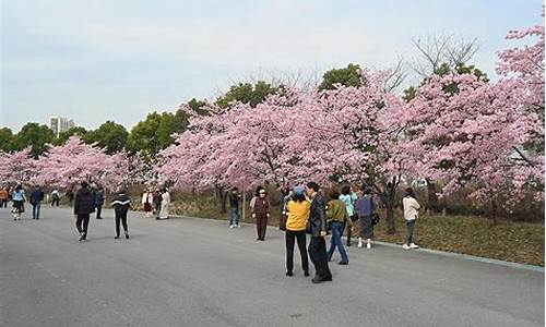 顾村公园樱花节体验券_顾村公园樱花节2020怎么预约