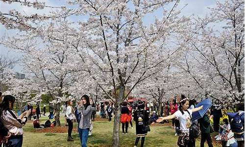 顾村公园樱花节2024门票_顾村公园樱花节2024门票多少钱