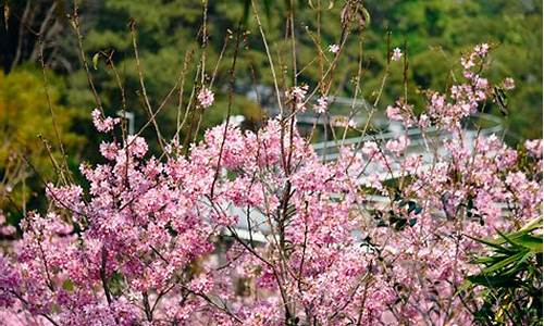 狐尾山公园樱花_狐尾山公园樱花谷