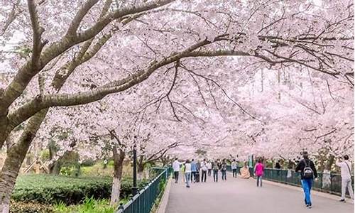 青岛中山公园的樱花开了吗?_青岛中山公园的樱花几月份开花