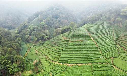 杭州西湖景点龙井茶_杭州西湖的龙井茶哪里正宗一点