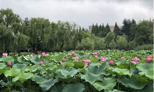 莲花池公园荷花节门票_莲花池公园荷花节门票多少钱