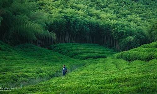 莫干山自由行攻略_浙江莫干山自由行攻略